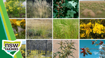 Yass Valley – Draft Weeds Plan Review