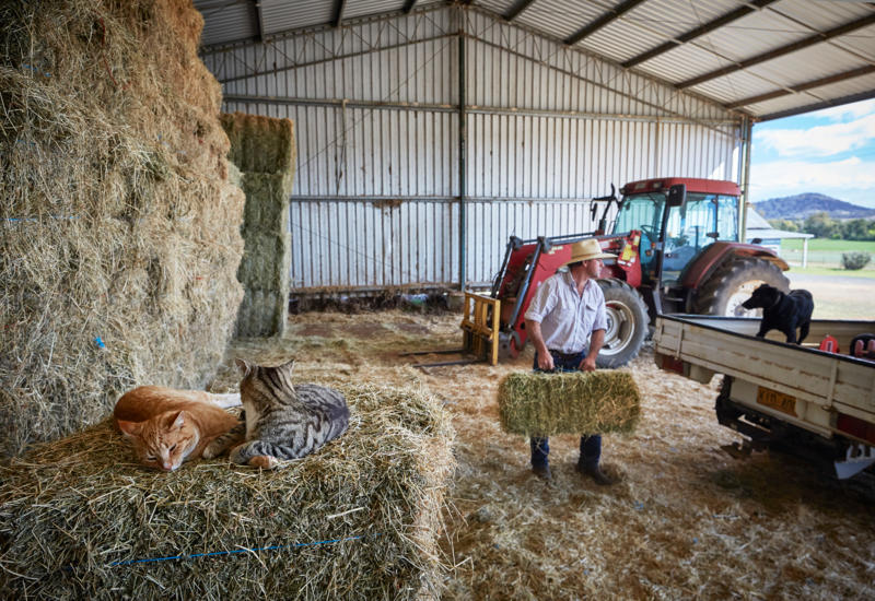 “Limestone Park”, Loomberah: Farm cats, Mick (orange) and Chester sleep on the hay, as Bryce McMurtrie loads small hay bales.