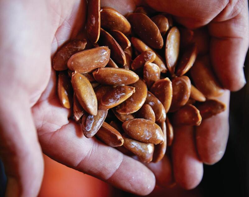 Persimmon seeds in hand