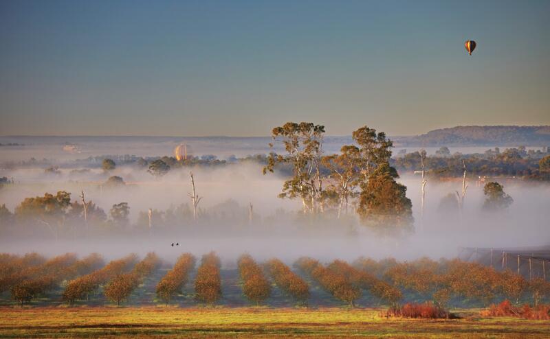 Mist over persimmon orchard