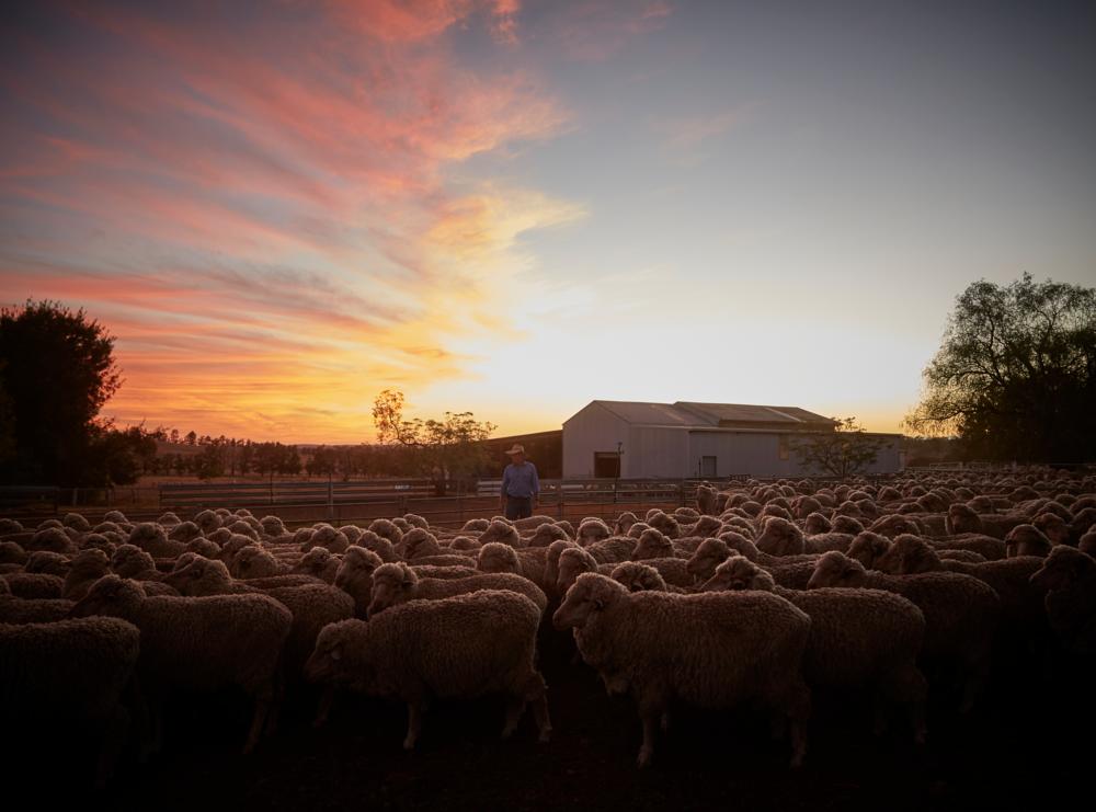 Sheep outside woolshed