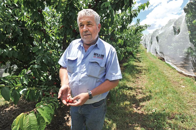 <img alt='orchardist cherry and apple grower, Guy Gaeta'>