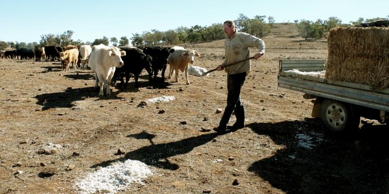 <img alt='Angus Atkinson feeding cottonseed to cattle in Coonabarabran NSW'>