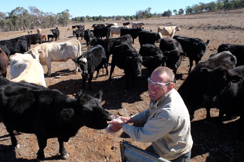 Coonabarabran farmer Angus Atkinson feeds cottonseed to his cows. He says his property is as dry as he’s seen it, but is confident he can feed “no matter what