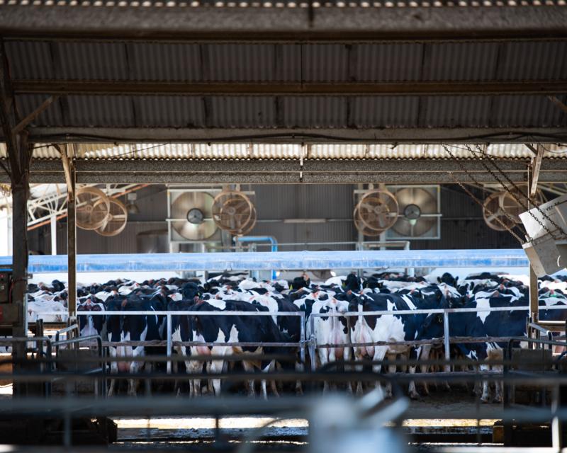 <img alt='The cow shed is divided into a number of areas to allow for mixed management of different groups of cows: milking, dry, pregnant and transition (pregnant in final three weeks of gestation)'>