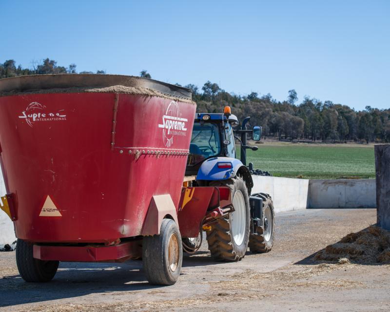 <img alt='Three loads of feed are mixed each morning and distributed by a feed mixer wagon along the central feed lane, which the cows can reach into from their stalls.'>
