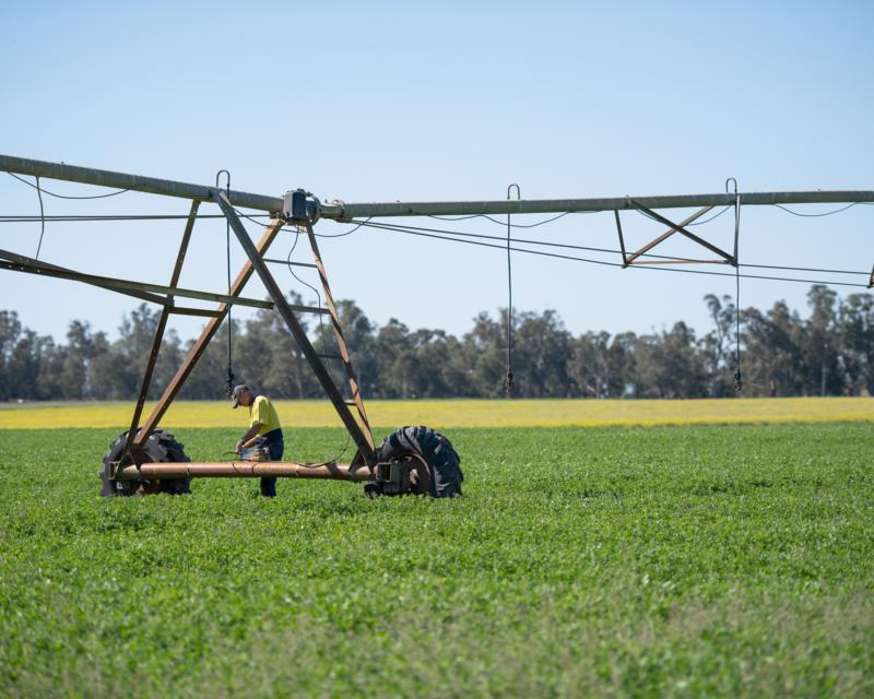 <img alt='The farm uses a combination of fresh and recycled water to irrigate crops. Here, Colin sets up a pivot irrigator in a field of lucerne.'>