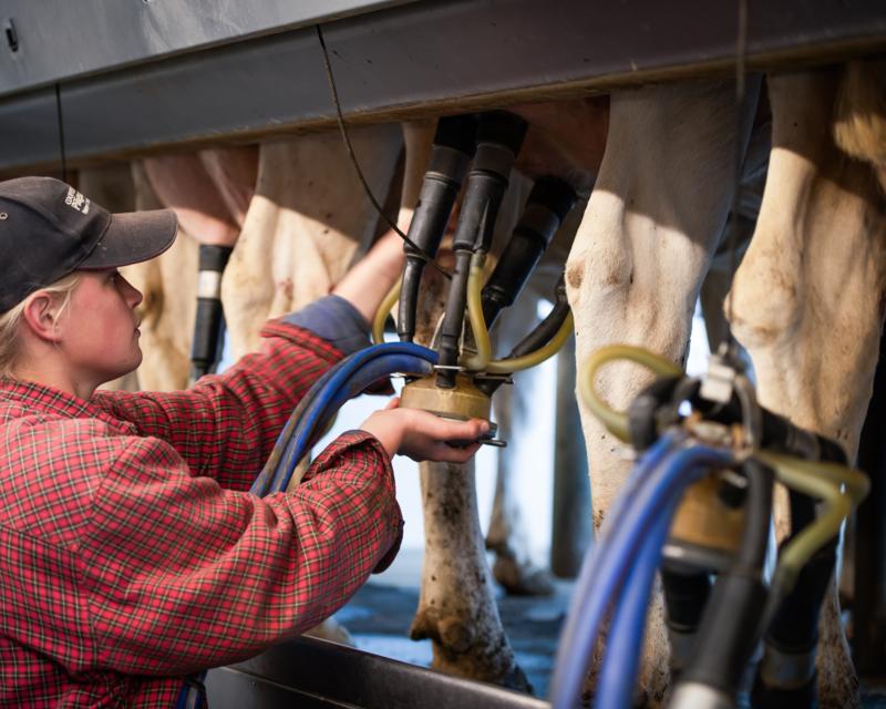 <img alt='Colin’s niece, Aloah, helps milk the cows; sand bedding in every stall ensures a clean and comfortable place for the cows to lie down; a young animal in one of the dedicated calf-rearing facilities. '>