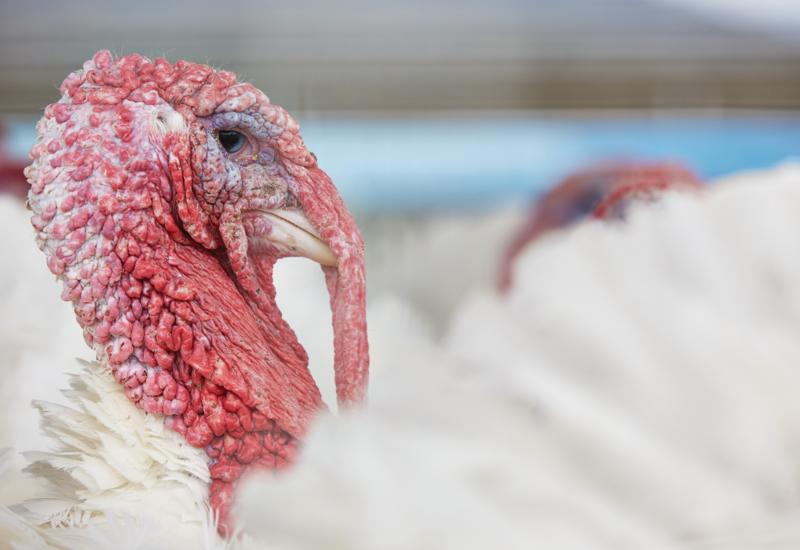 Free Turkeys Christmas West Plains 2021
