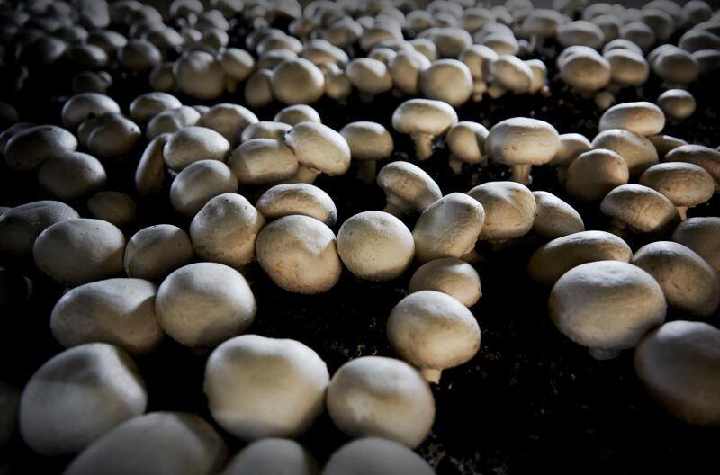 Australian Mushroom Growers The Crop That Is Taking Off