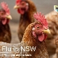 H5 Bird Flu in NSW - What you need to know